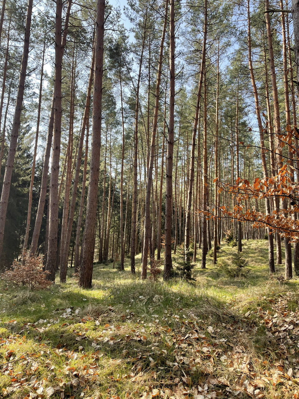 Waren (Müritz)