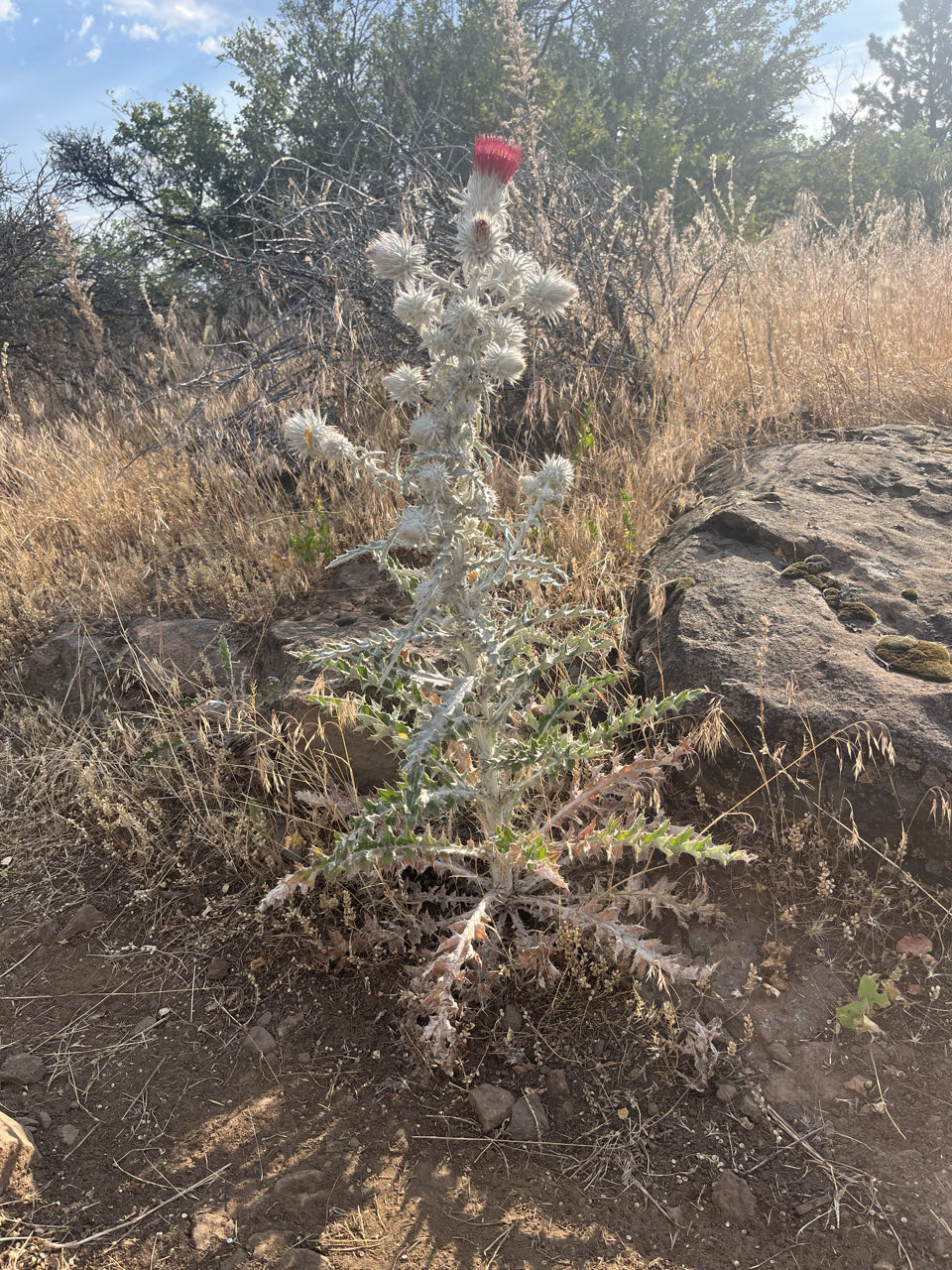 Burney Mountain Guest Ranch