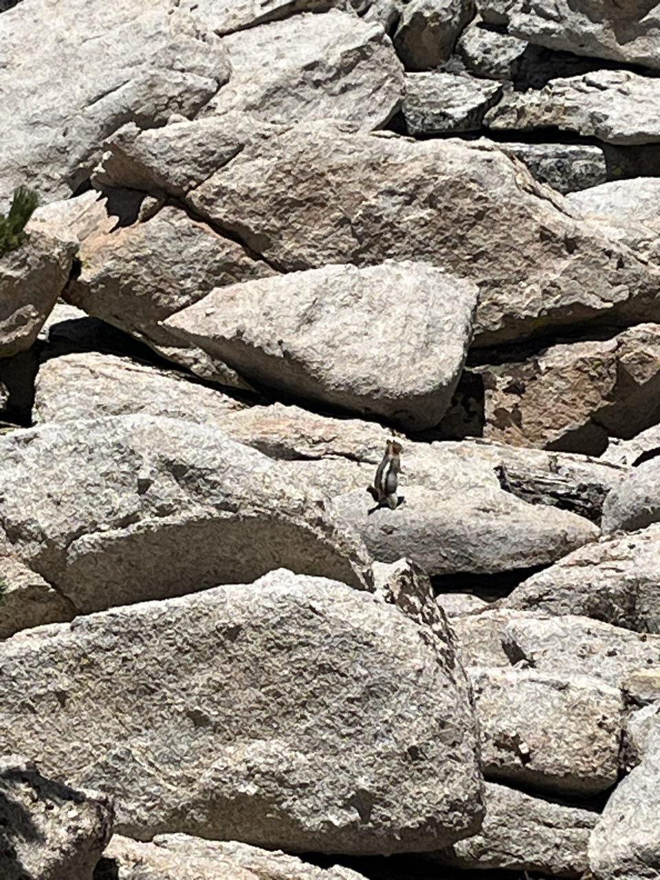 Single hiking pole