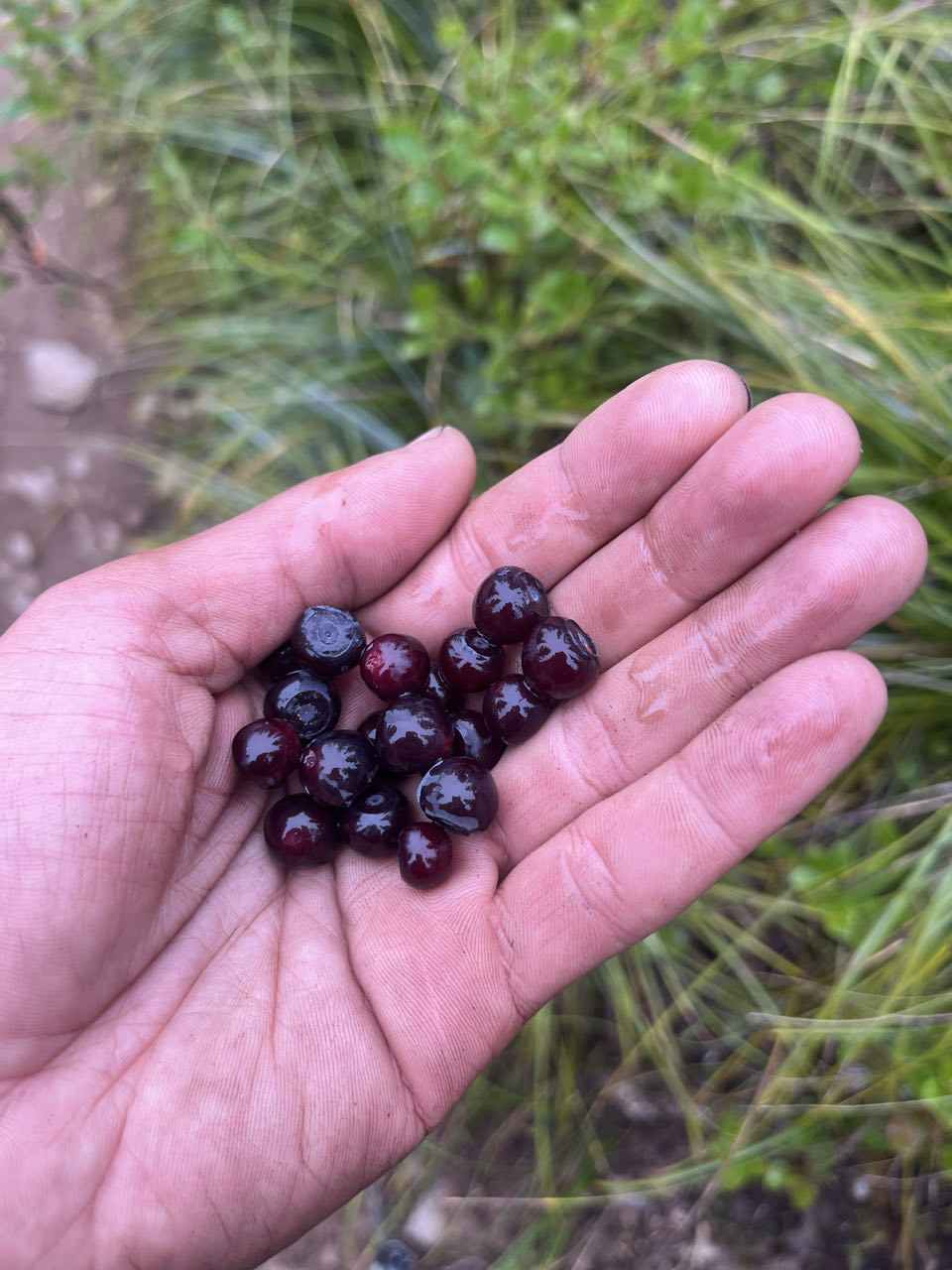 Huckleberry Fields Forever