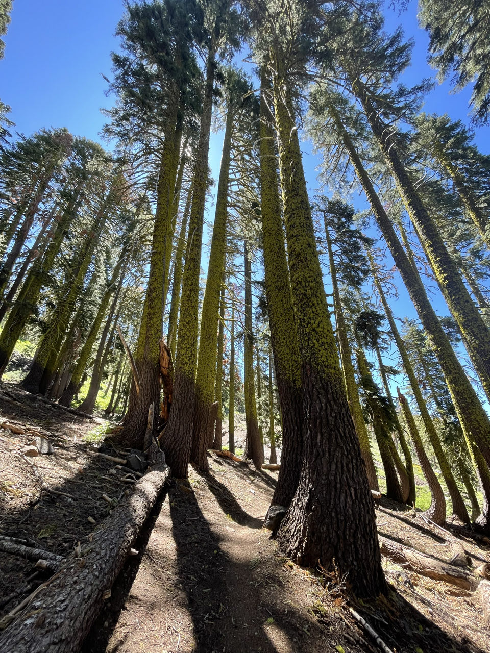 Into Truckee
